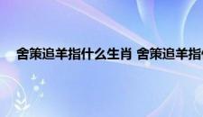 舍策追羊指什么生肖 舍策追羊指什么生肖具体是什么生肖呢
